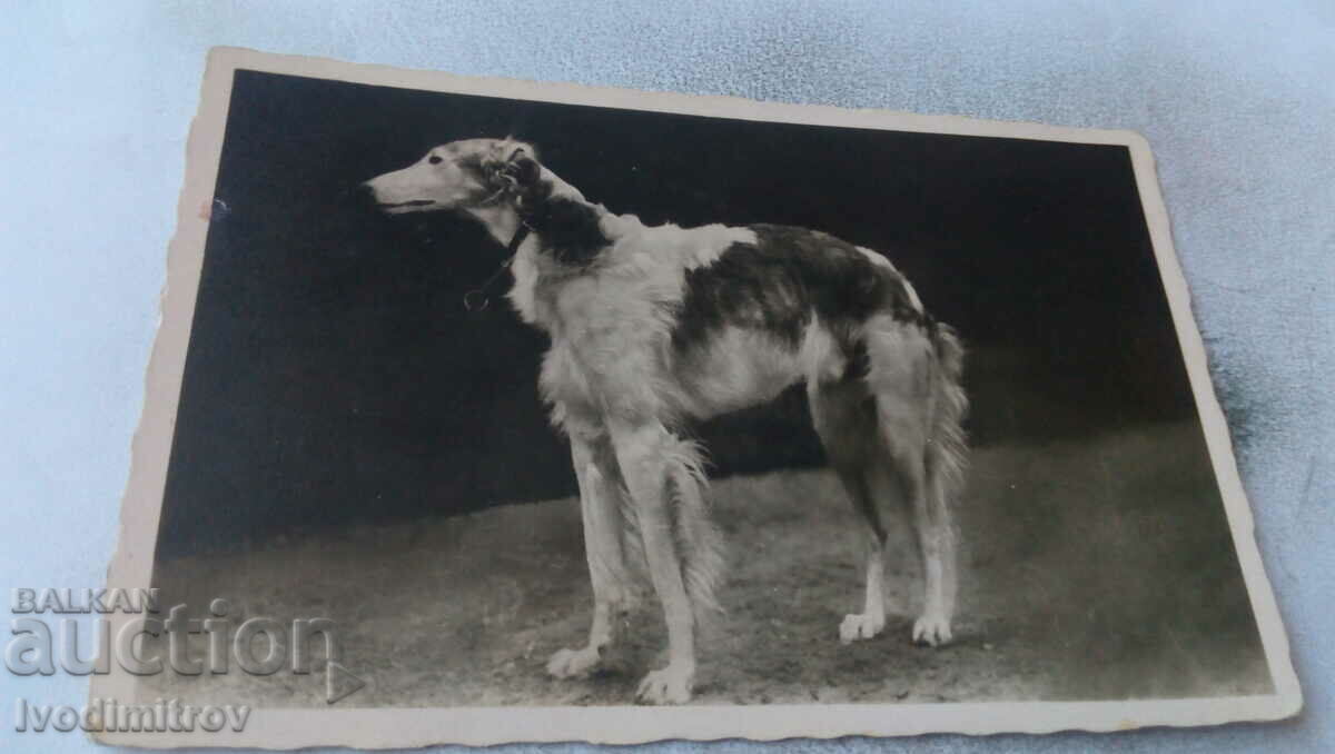 Пощенска картичка Куче 1944