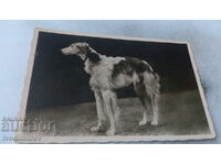 Postcard Dog 1944
