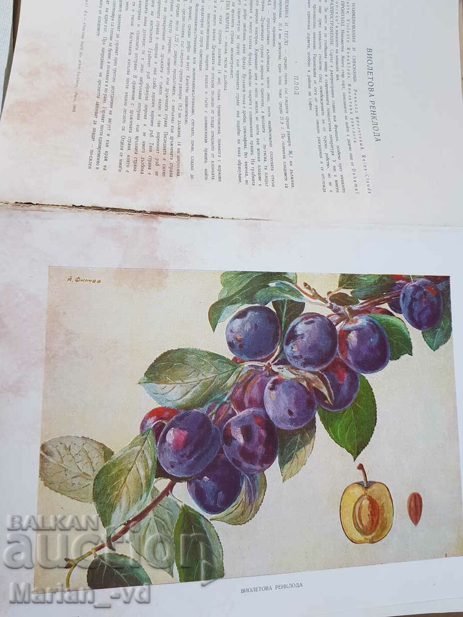 Bulgarian aid in two volumes. Tom 1-2 - 7