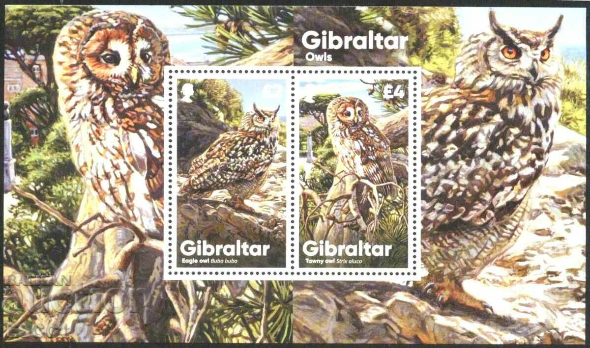 Clean Block Fauna Birds Owls 2020 from Gibraltar