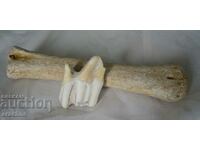 Зъб и кост от пещерен лъв, среден-късен плейстоцен