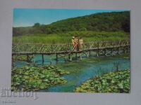 Картичка Аркутино – водни лилии – 1974 г.