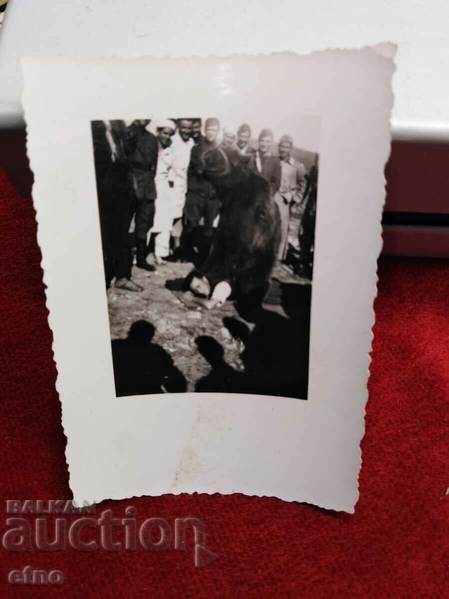 OLD PHOTO-BEAR, MECHKADARIN with price 25.00 BGN | € 12.78 OLD PHOTO-BEAR, MECHKADARIN with price 25.00 BGN | € 12.78