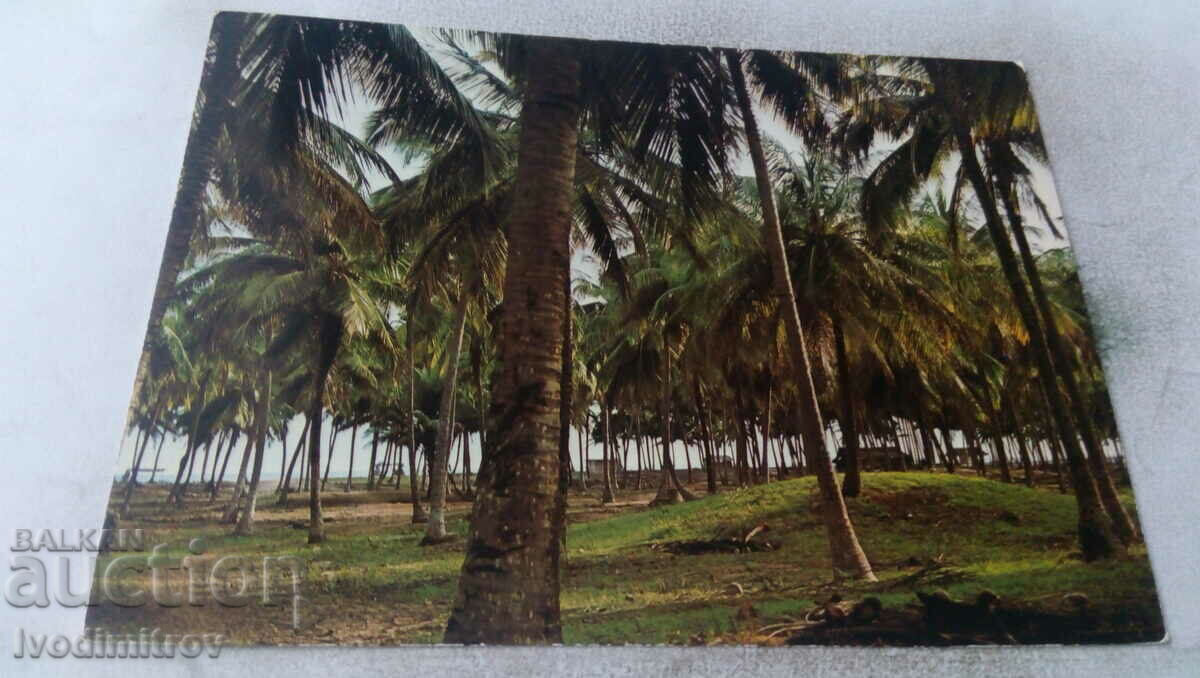 P K Lagos Pădurea de palmieri de cocos de la plaja Badagry