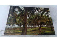 П К Lagos Coconut Palm Forest at Badagry Beach
