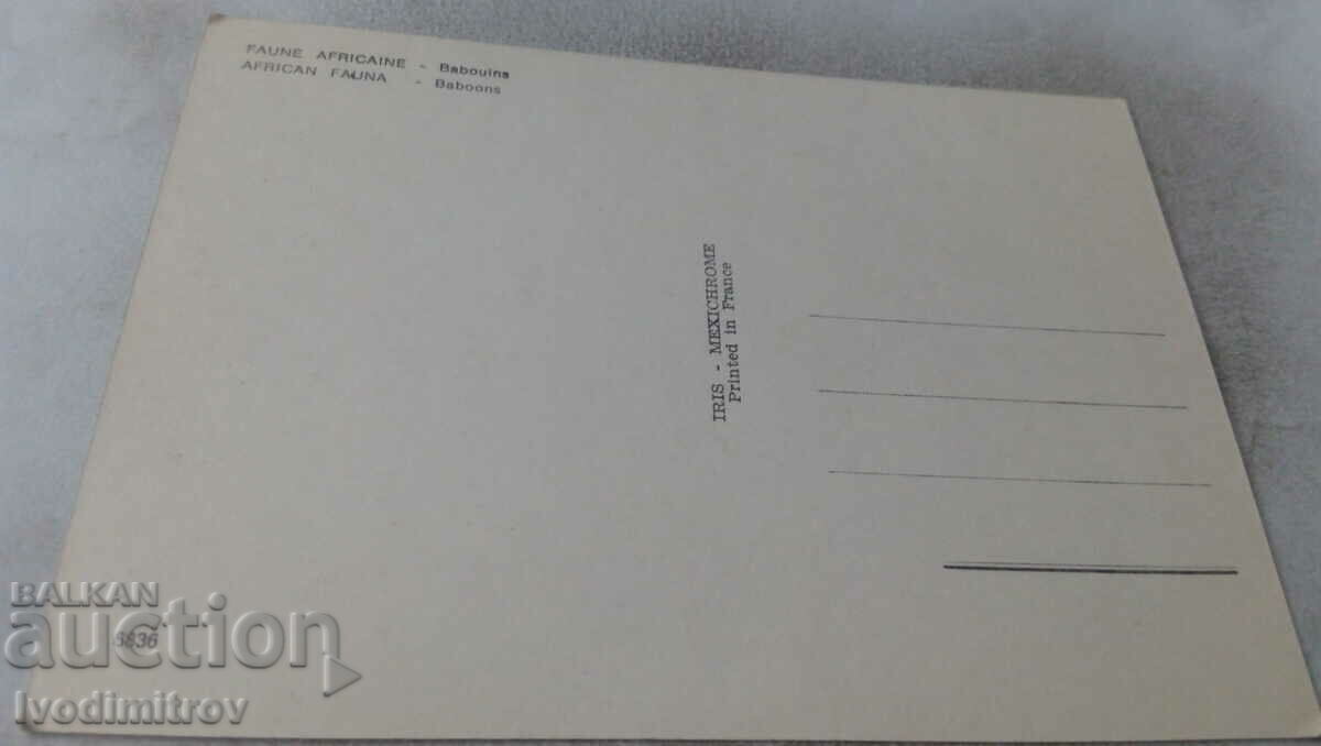 African Fauna Baboons Postcard with price 0.75 BGN | € 0.38