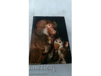 African Fauna Baboons Postcard