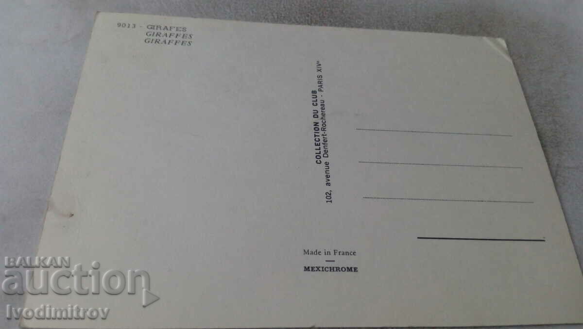 Carte poștală cu girafe de fauna africană cu preț 0.75 BGN | € 0.38 Carte poștală cu girafe de fauna africană cu preț 0.75 BGN | € 0.38