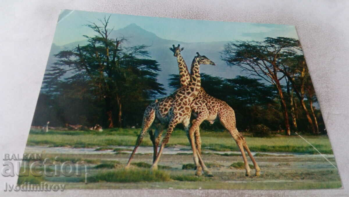African Fauna Giraffes Postcard