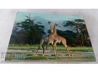 Carte poștală cu girafe de fauna africană