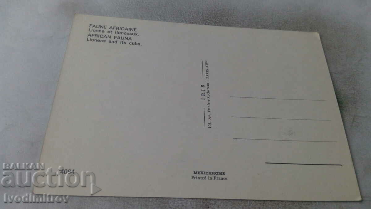 Carte poștală Leoaică africană de faună și puii săi cu preț 0.75 BGN | € 0.38 Carte poștală Leoaică africană de faună și puii săi cu preț 0.75 BGN | € 0.38