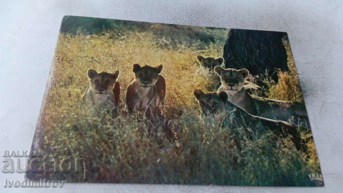 Пощенска картичка African Fauna Lioness and Its Cubs