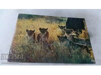 Postcard African Fauna Lioness and Its Cubs
