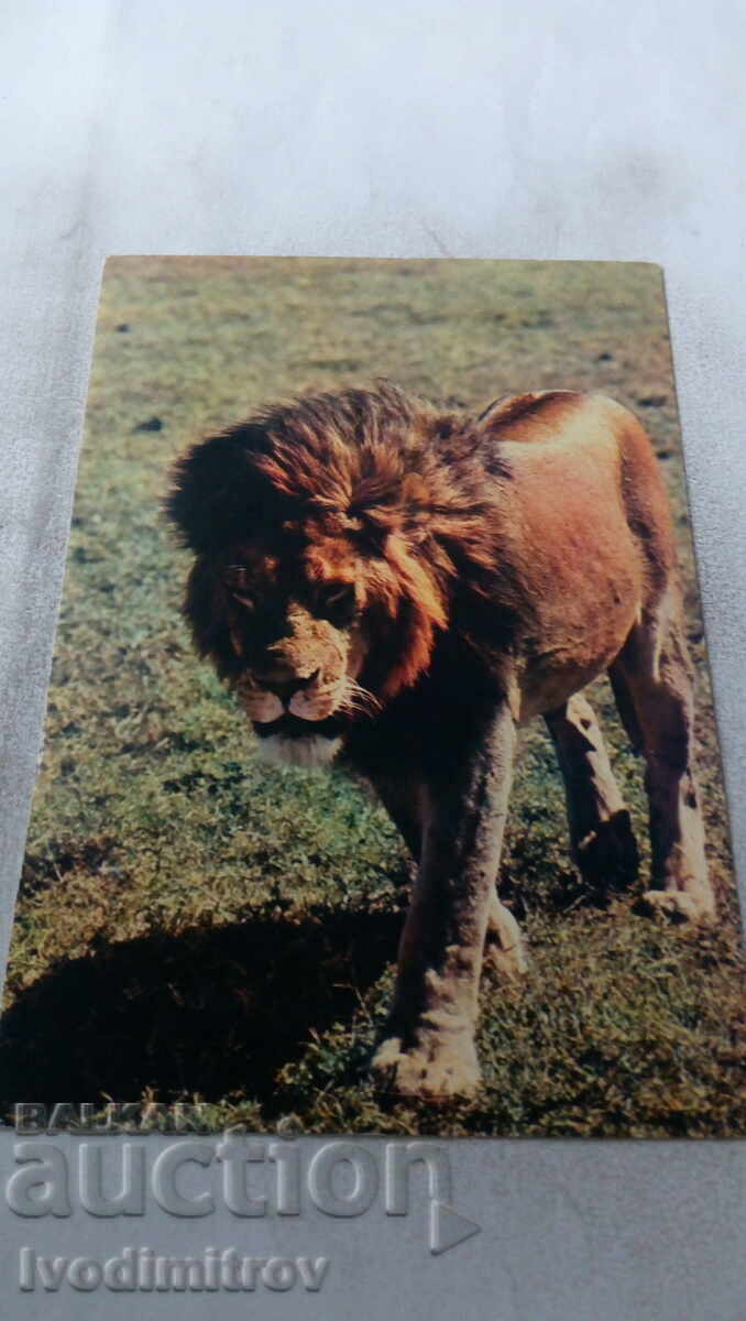 Пощенска картичка African Fauna Lion