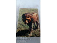 African Fauna Lion Postcard