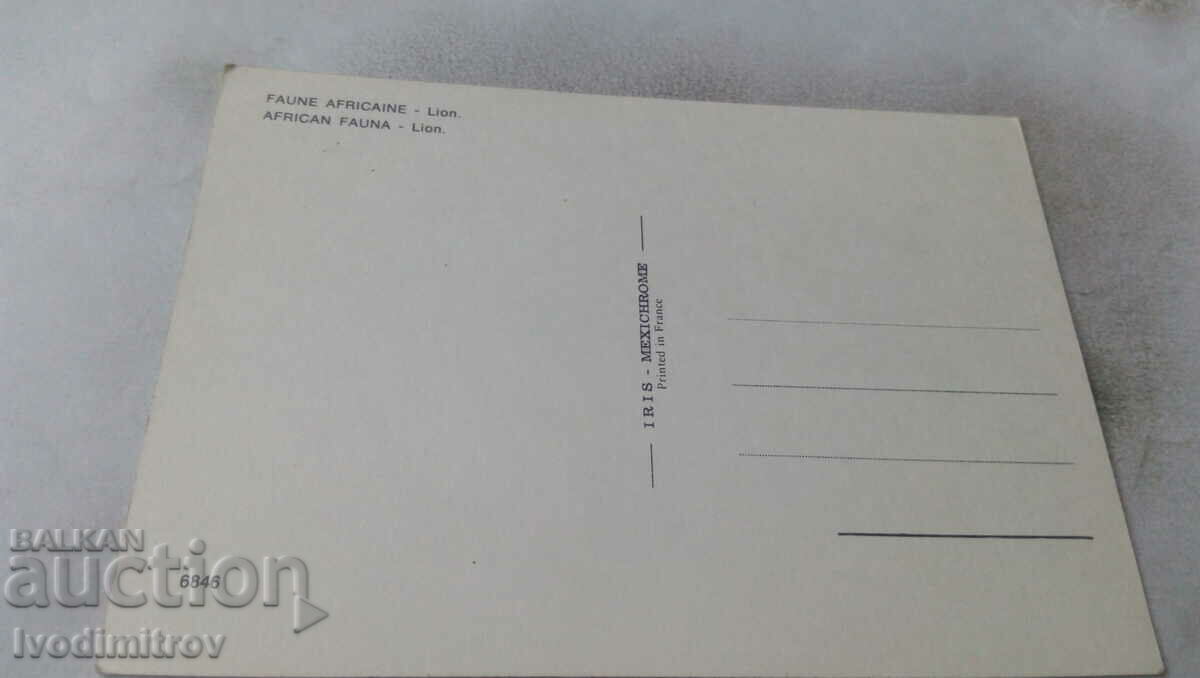 African Fauna Lion Postcard with price 0.75 BGN | € 0.38