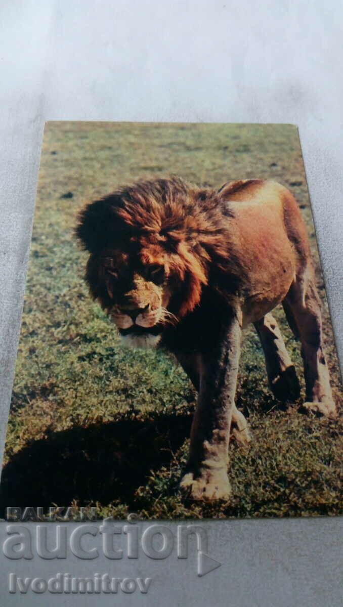 Καρτ ποστάλ αφρικανικής πανίδας λιονταριών