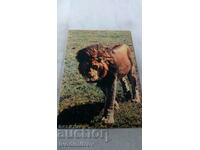 Carte poștală Leul Fauna Africană
