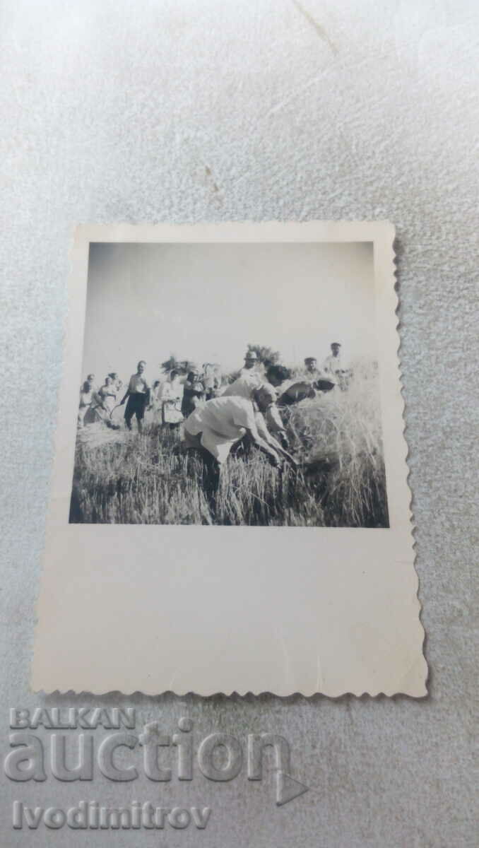 Φωτογραφία Gorsko Yablanovo Άνδρες και γυναίκες που θερίζουν στα χωράφια 1951