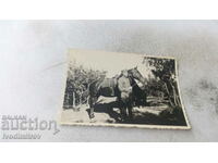 Photo Gorno Polyani Officer with a black horse 1939