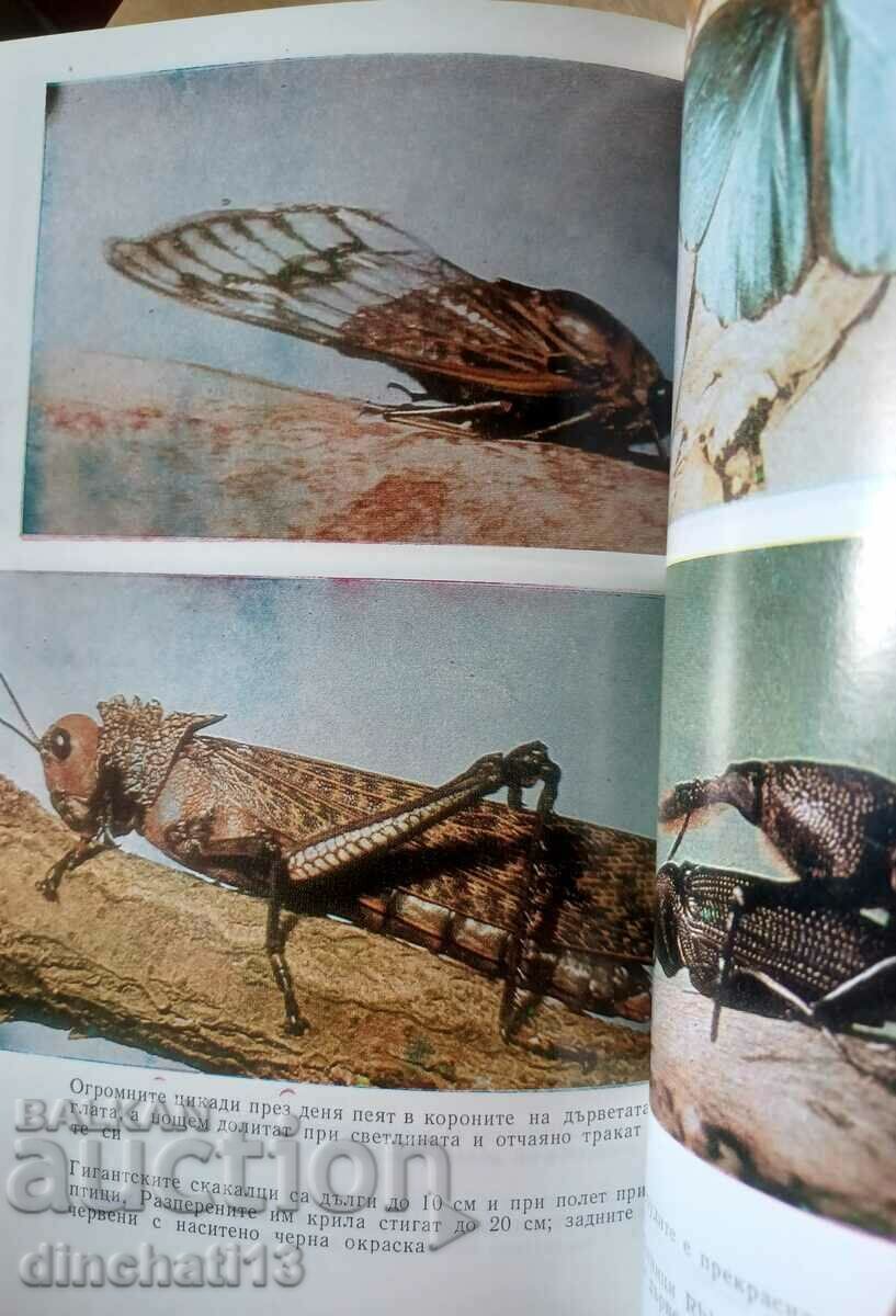 In the jungles of Amazonia - Karel Rataj - 5