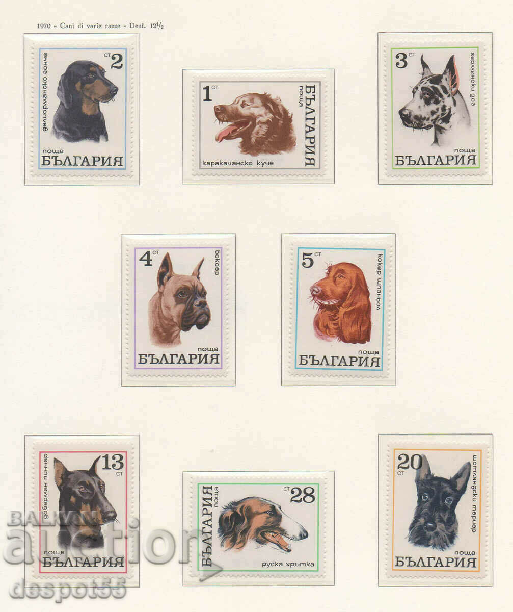1970. Bulgaria. Dogs.