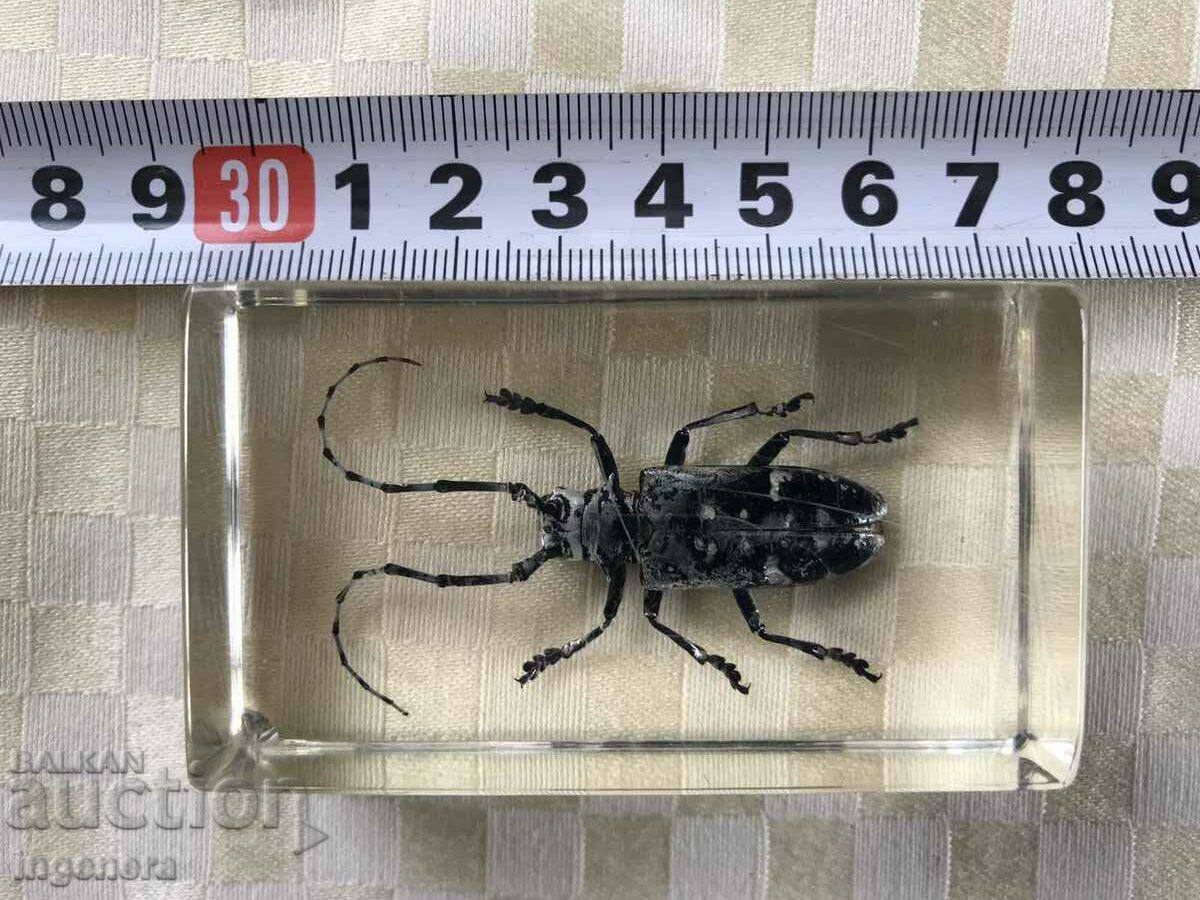 BEETLE INSECT RESIN CAST-7 X 4 X 2.5 CM FROM COLLECTION