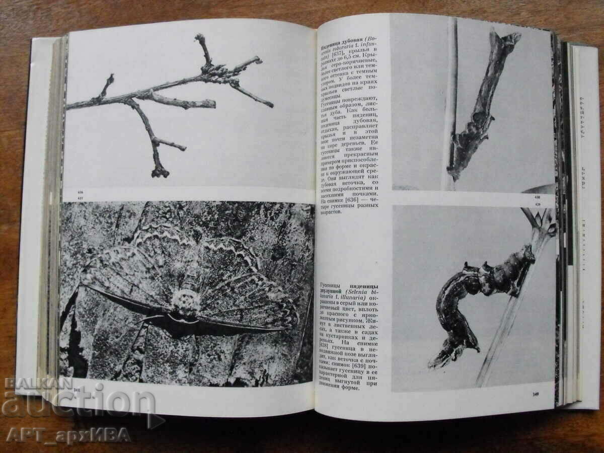 Illustrated encyclopedia of insects /in Russian/. with price 27.50 BGN | € 14.06 Illustrated encyclopedia of insects /in Russian/. with price 27.50 BGN | € 14.06