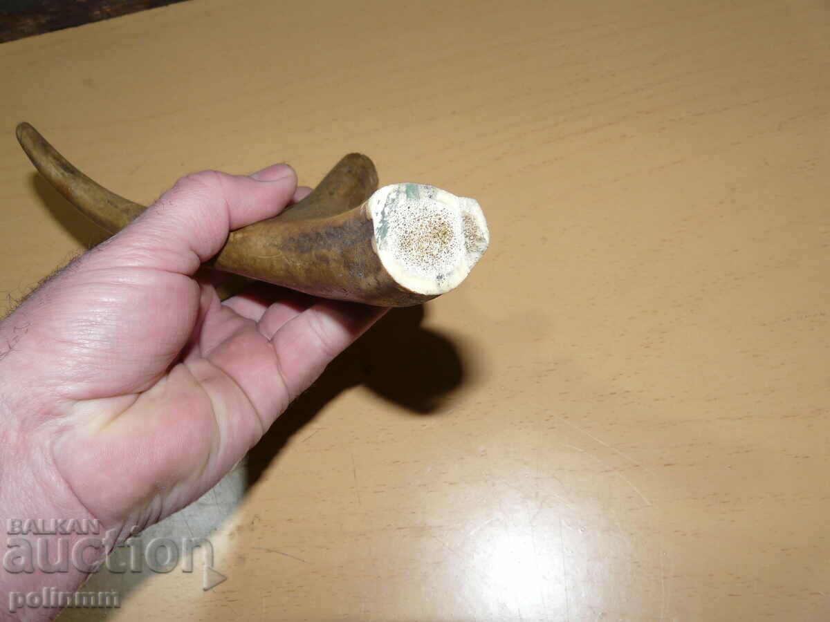 Licitație Bucată de corn de cerb - 1 Licitație Bucată de corn de cerb - 1