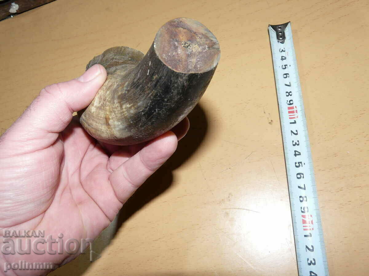 Auction Old cow horn - 2 Auction Old cow horn - 2