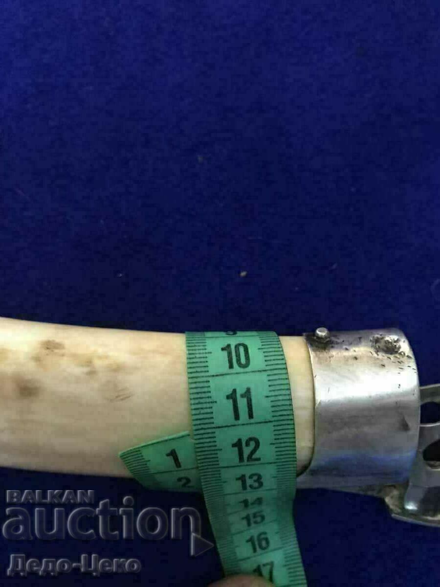 Walrus tooth cigar cutter - 5 Walrus tooth cigar cutter - 5