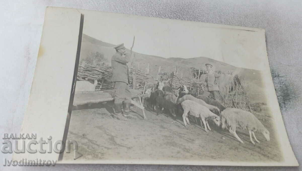 Ms. Two officers from 53 p. regiment at the sheep and goats of the egret