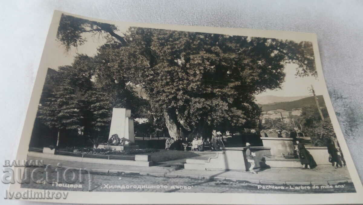 Пощенска картичка Пещера Хилядагодишното дърво 1962
