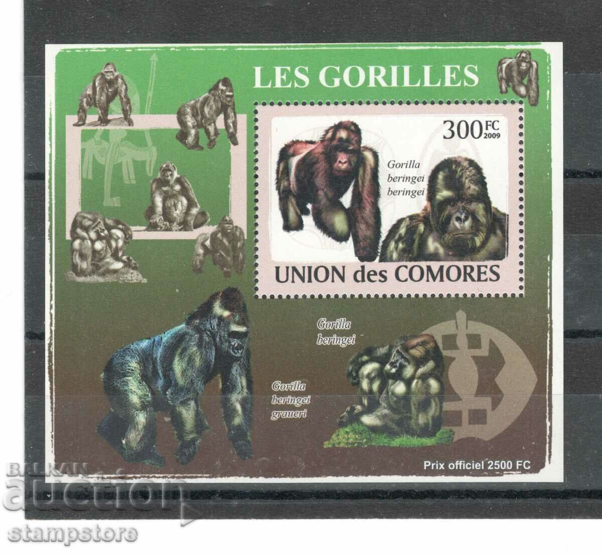Comoros Islands - Gorillas