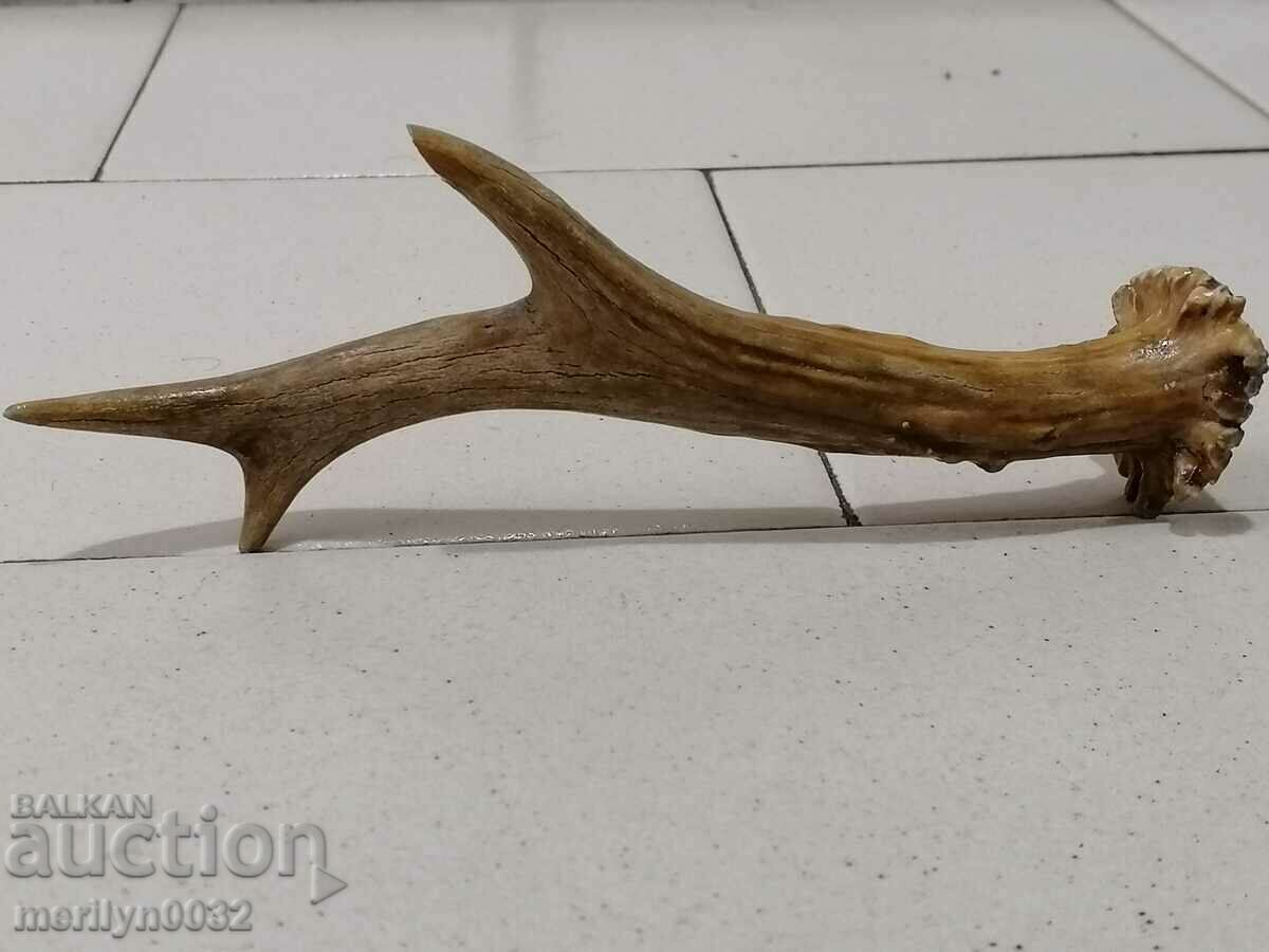 Un corn de căprioară, un trofeu de vânătoare cu preț 29.00 BGN | € 14.83 Un corn de căprioară, un trofeu de vânătoare cu preț 29.00 BGN | € 14.83