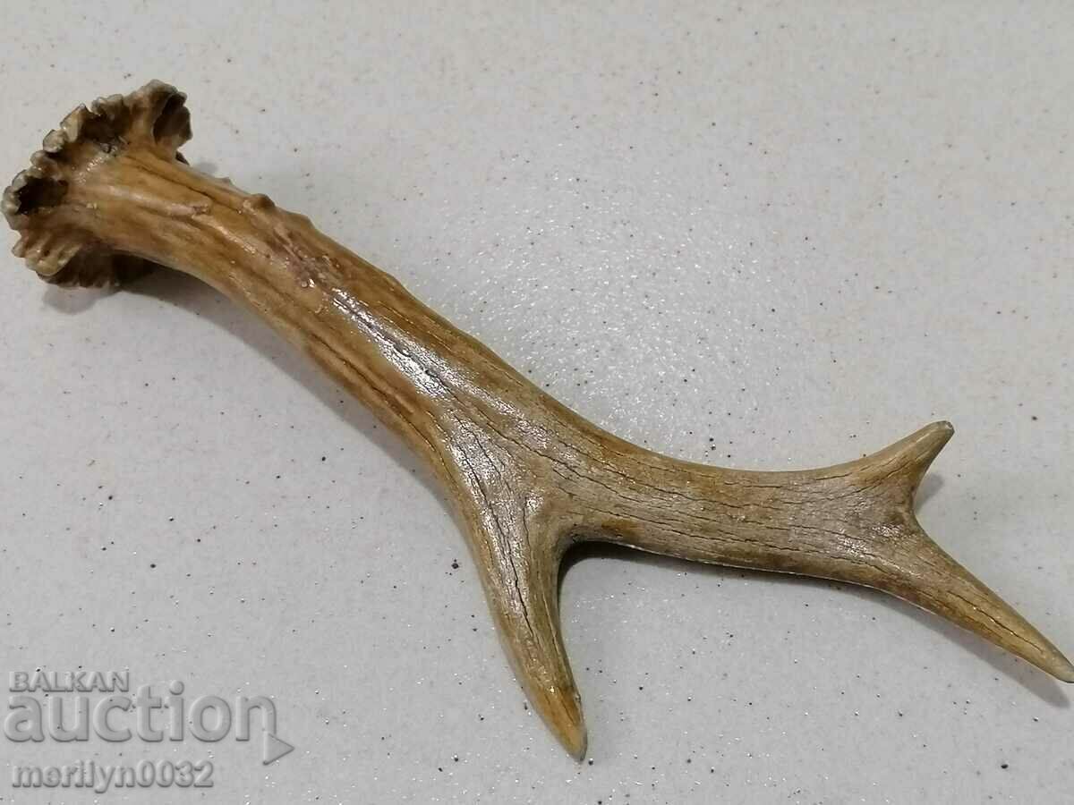 Licitație Un corn de căprioară, un trofeu de vânătoare Licitație Un corn de căprioară, un trofeu de vânătoare