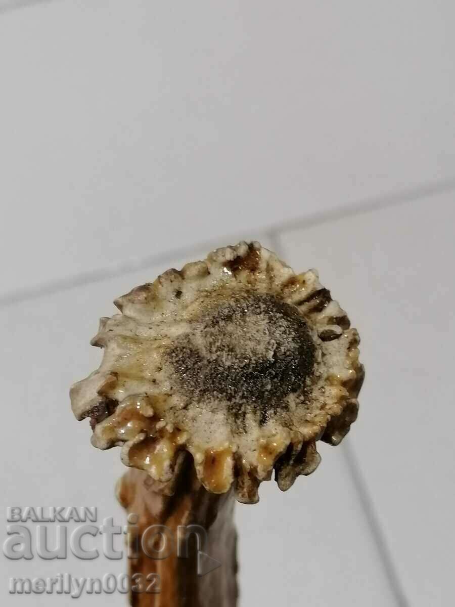 Livrarea Un corn de căprioară, un trofeu de vânătoare Livrarea Un corn de căprioară, un trofeu de vânătoare