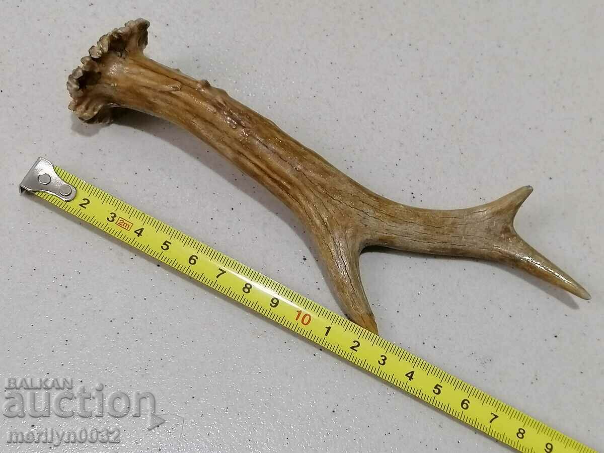 Un corn de căprioară, un trofeu de vânătoare - 5 Un corn de căprioară, un trofeu de vânătoare - 5