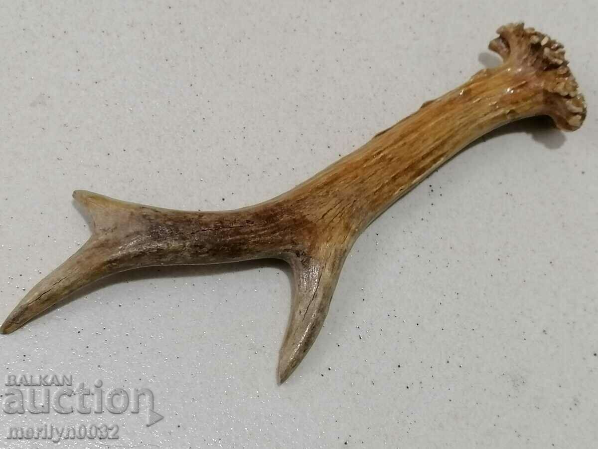 Un corn de căprioară, un trofeu de vânătoare - 6 Un corn de căprioară, un trofeu de vânătoare - 6