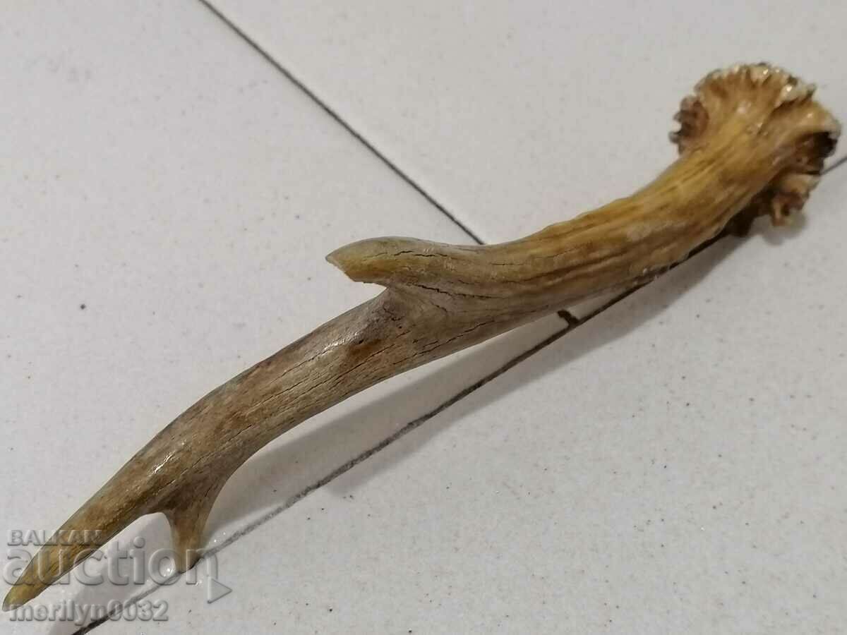 Un corn de căprioară, un trofeu de vânătoare - 7 Un corn de căprioară, un trofeu de vânătoare - 7