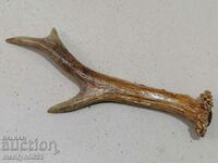 A horn of a deer, a hunting trophy