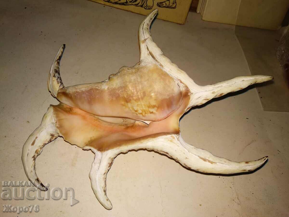 HUGE INDIAN OCEAN TROPICAL RAPAN For DECOR COLLECTION with price 20.00 BGN | € 10.23 HUGE INDIAN OCEAN TROPICAL RAPAN For DECOR COLLECTION with price 20.00 BGN | € 10.23