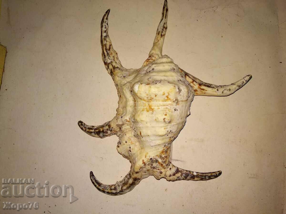 Auction HUGE INDIAN OCEAN TROPICAL RAPAN For DECOR COLLECTION Auction HUGE INDIAN OCEAN TROPICAL RAPAN For DECOR COLLECTION