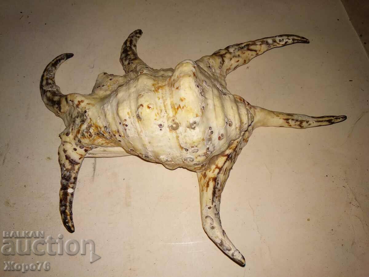 Delivery of HUGE INDIAN OCEAN TROPICAL RAPAN For DECOR COLLECTION Delivery of HUGE INDIAN OCEAN TROPICAL RAPAN For DECOR COLLECTION