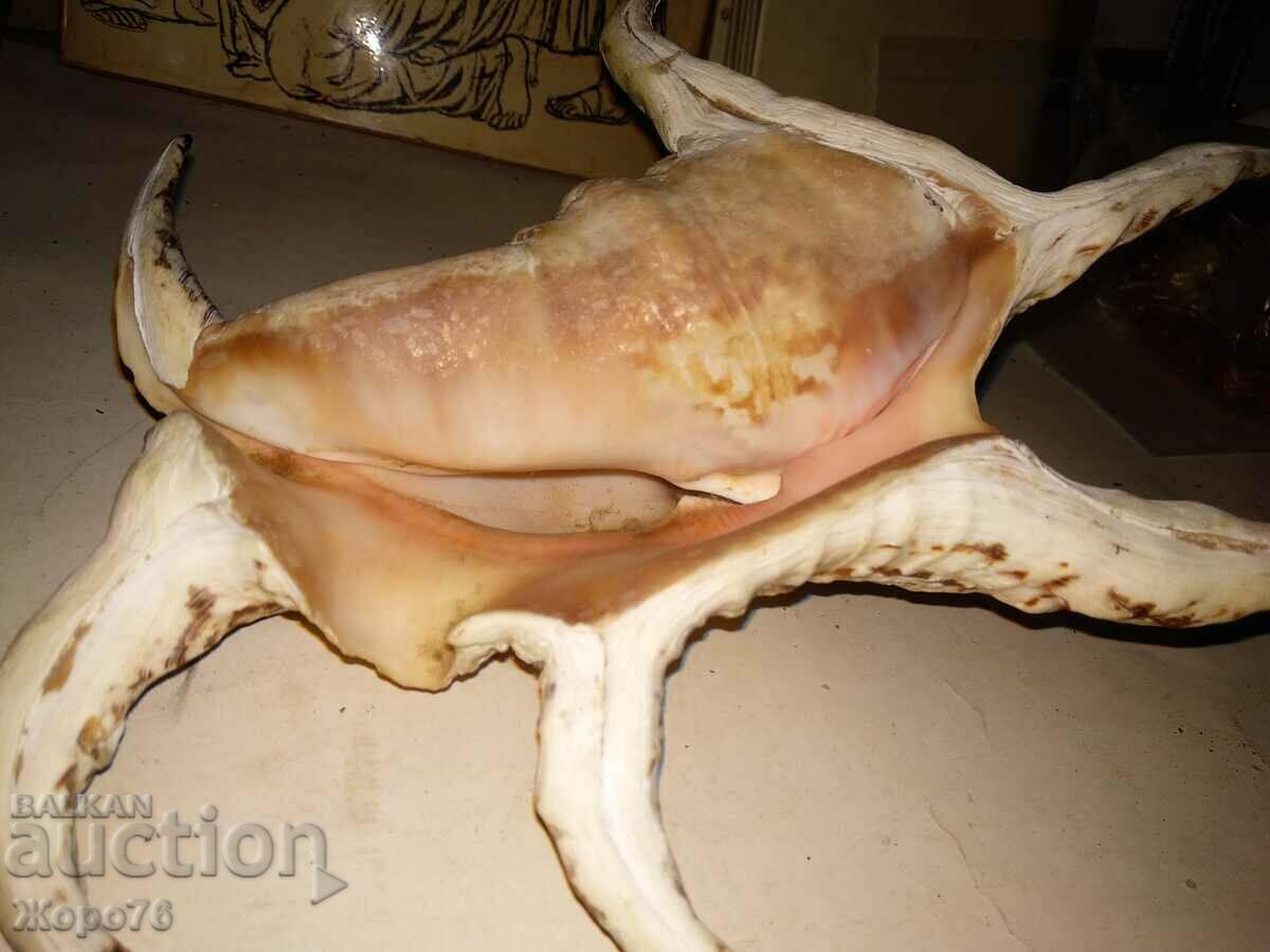 HUGE INDIAN OCEAN TROPICAL RAPAN For DECOR COLLECTION - 5 HUGE INDIAN OCEAN TROPICAL RAPAN For DECOR COLLECTION - 5