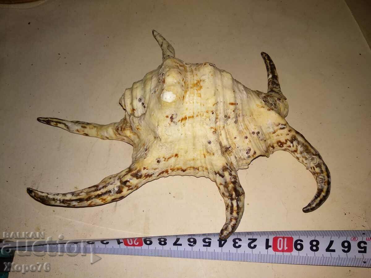 HUGE INDIAN OCEAN TROPICAL RAPAN For DECOR COLLECTION - 6 HUGE INDIAN OCEAN TROPICAL RAPAN For DECOR COLLECTION - 6