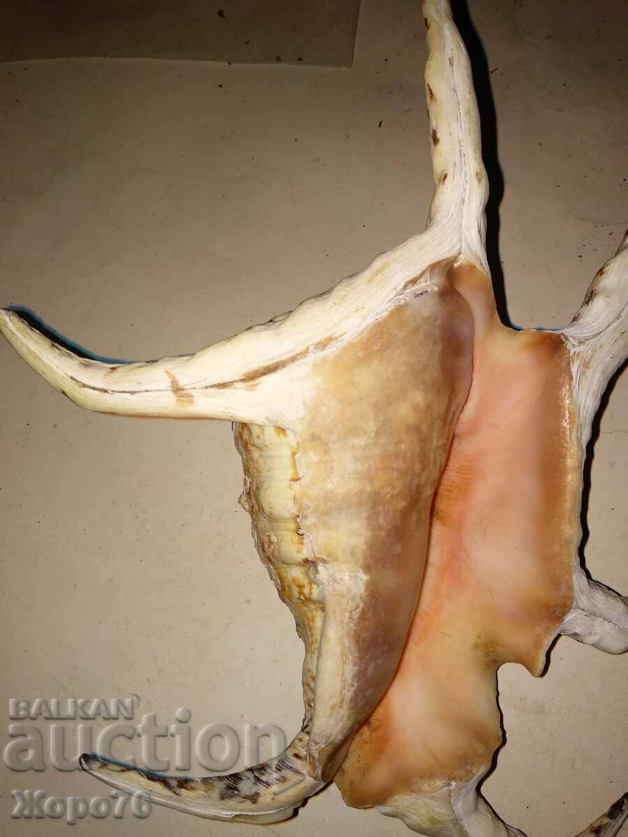 HUGE INDIAN OCEAN TROPICAL RAPAN For DECOR COLLECTION - 7 HUGE INDIAN OCEAN TROPICAL RAPAN For DECOR COLLECTION - 7