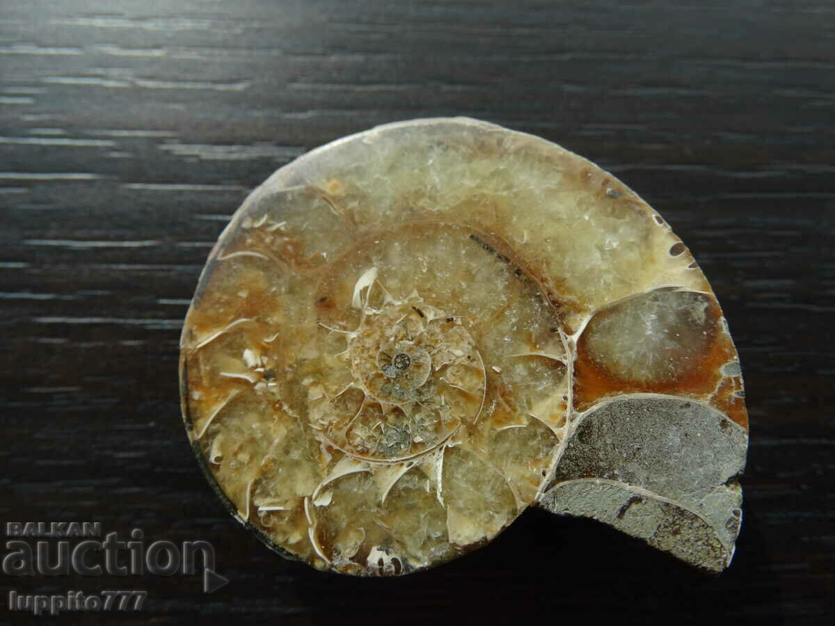 215.10 kth natural Jurassic ammonite with price 89.00 BGN | € 45.50 215.10 kth natural Jurassic ammonite with price 89.00 BGN | € 45.50
