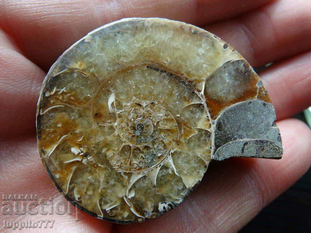 Auction 215.10 kth natural Jurassic ammonite Auction 215.10 kth natural Jurassic ammonite