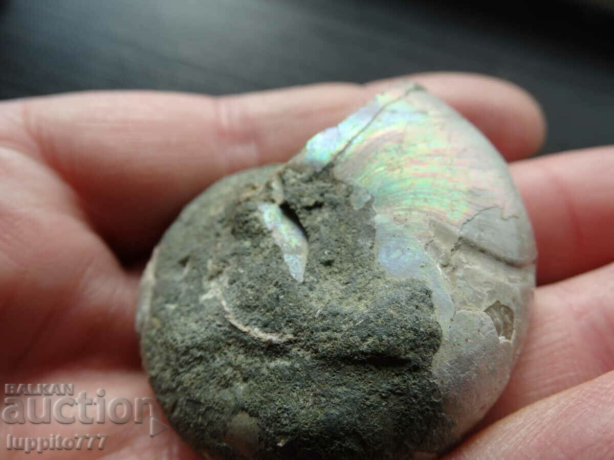 Delivery of 215.10 kth natural Jurassic ammonite Delivery of 215.10 kth natural Jurassic ammonite